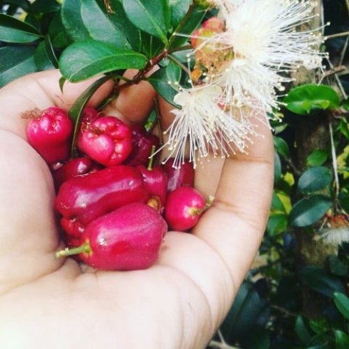 JAMBU AIR LILI PILY SUPER