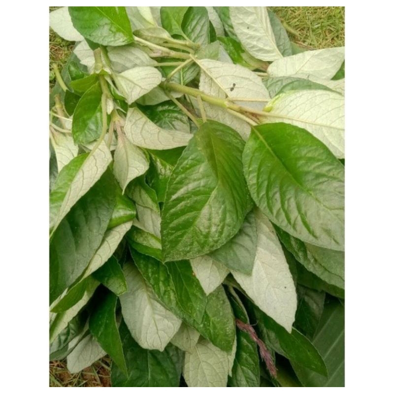 

daun rende|lalapan sunda 250 gram