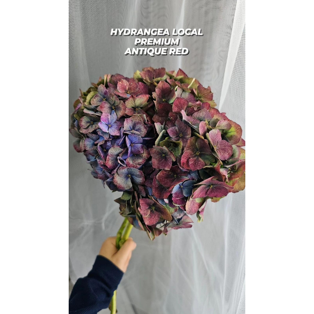 Bunga Potong Hydrangea/Hortensia Semi Import Fresh Flower Dekorasi Bunga Hias