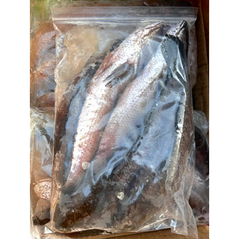 

ikan gabus bersih