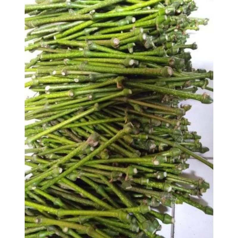 

Paket Melada isi 250 batang untuk mengatasi busuk akar Lada / Merica