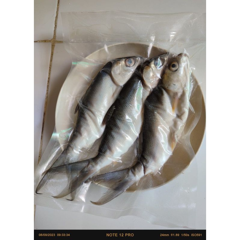 

Bandeng cabut duri size S