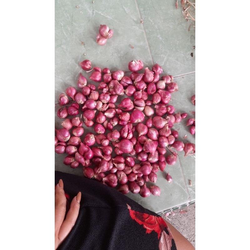 

BAWANG MERAH/BRAMBANG BERKUALITAS UKURAN SEDANG 1KG