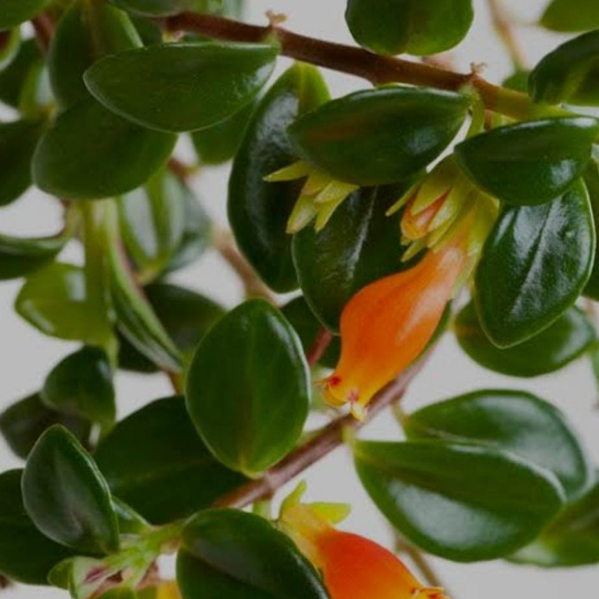 PAKET 2 TANAMAN HIAS LIPSTIK ORANGE, BERBUNGA CANTIK WARNA ORANGE,TANAMAN HIAS HIDUP ASLI PROMO TERB