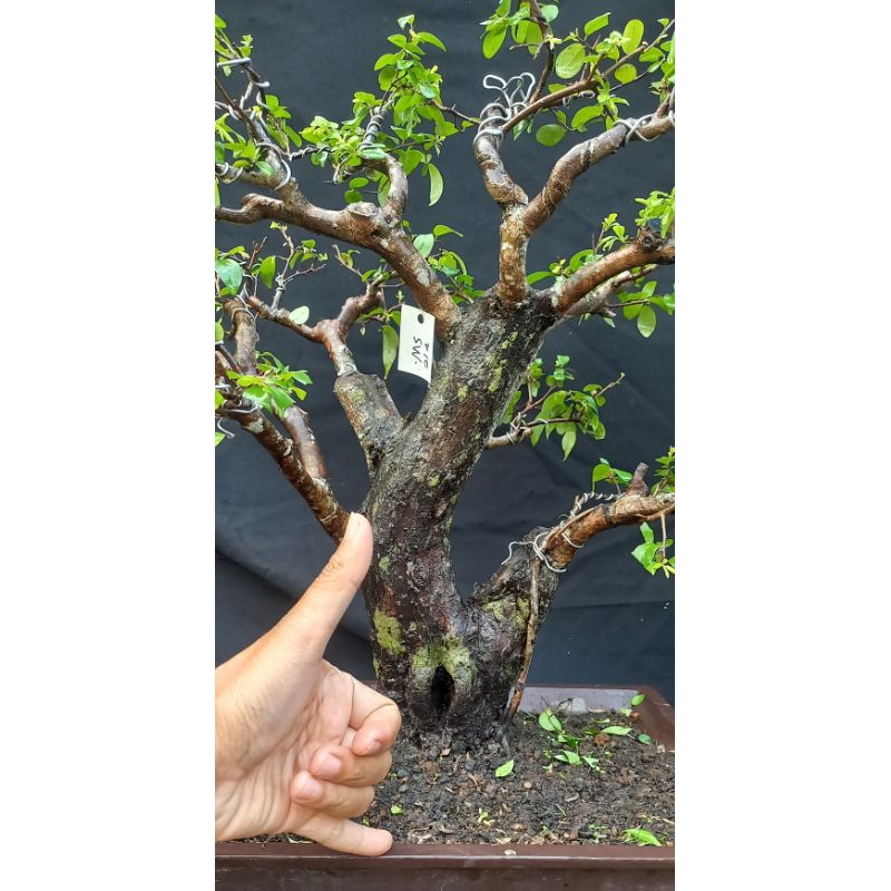 Bonsai Mustam buah