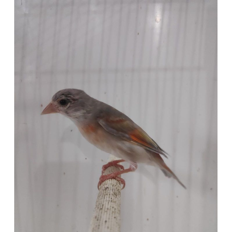 RED SISKIN betina double dilute
