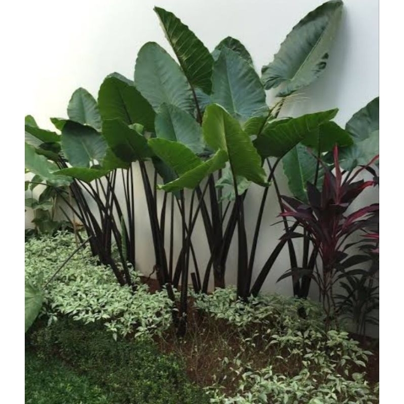 Bibit Tanaman Keladi Sente Batang hitam