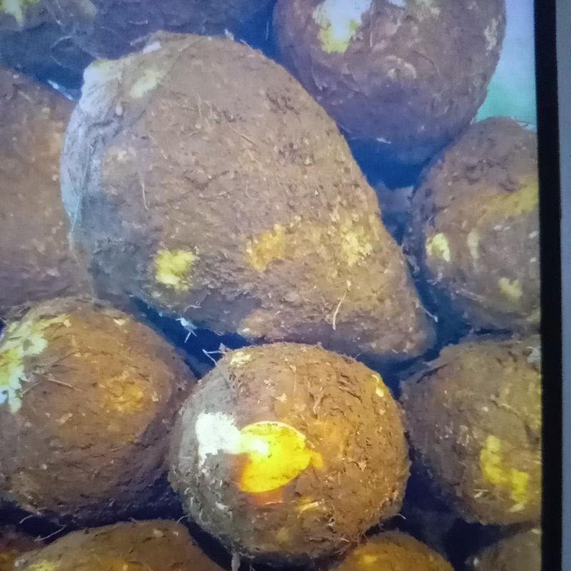 

talas kimpul 1kg