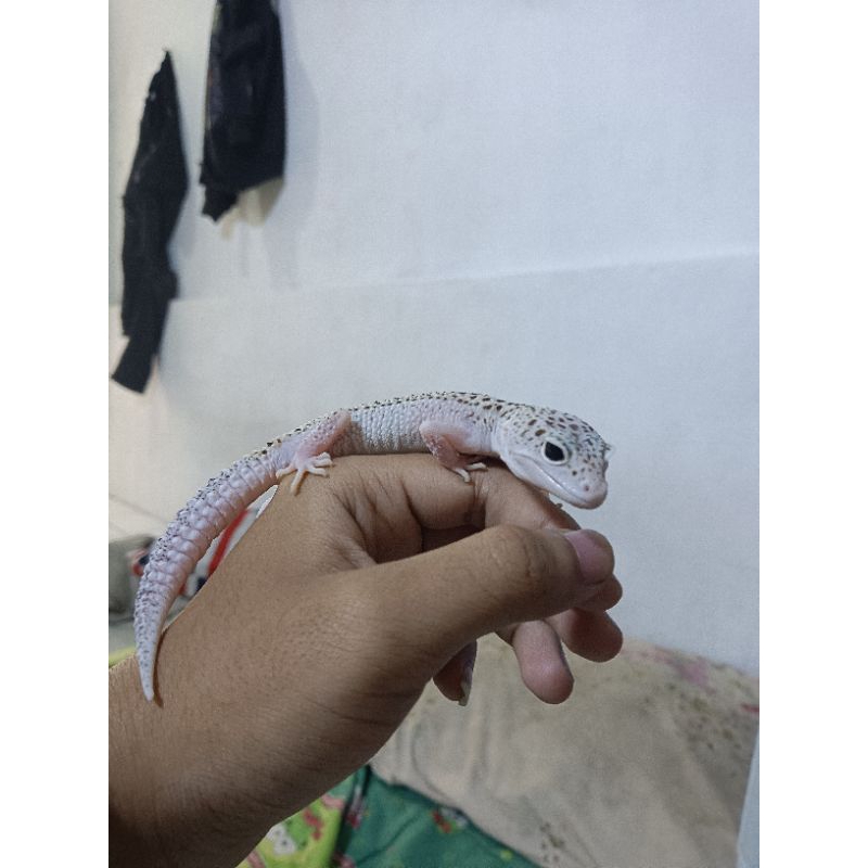 LEOPARDGECKO Premium quality main an anak