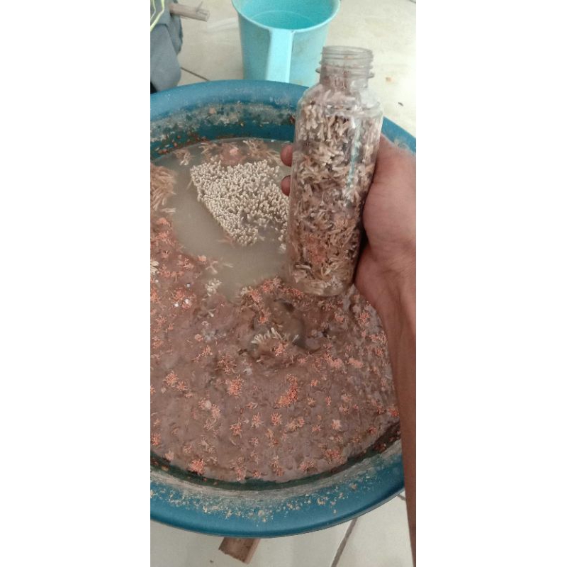 biang JAKABA super 250ml isi full untuk dikembangkan #pupuk organik