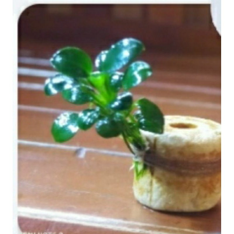 anubias petit tropica