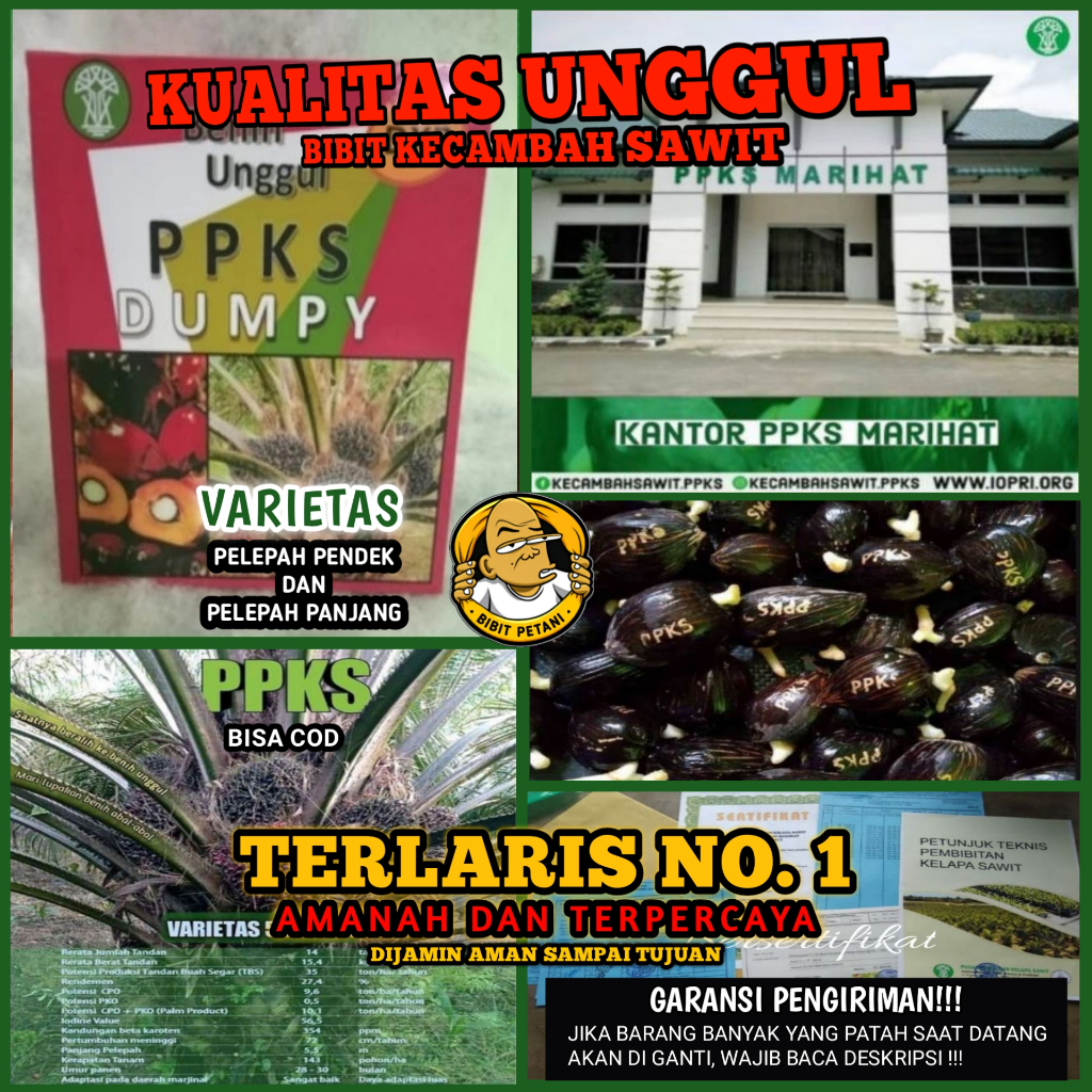 BENIH POLONG KECAMBAH BIBIT SAWIT DXP PPKS DUMPY UNGGUL BERSERTIFIKAT ASLI ORIGINAL PELEPAH PANJANG 
