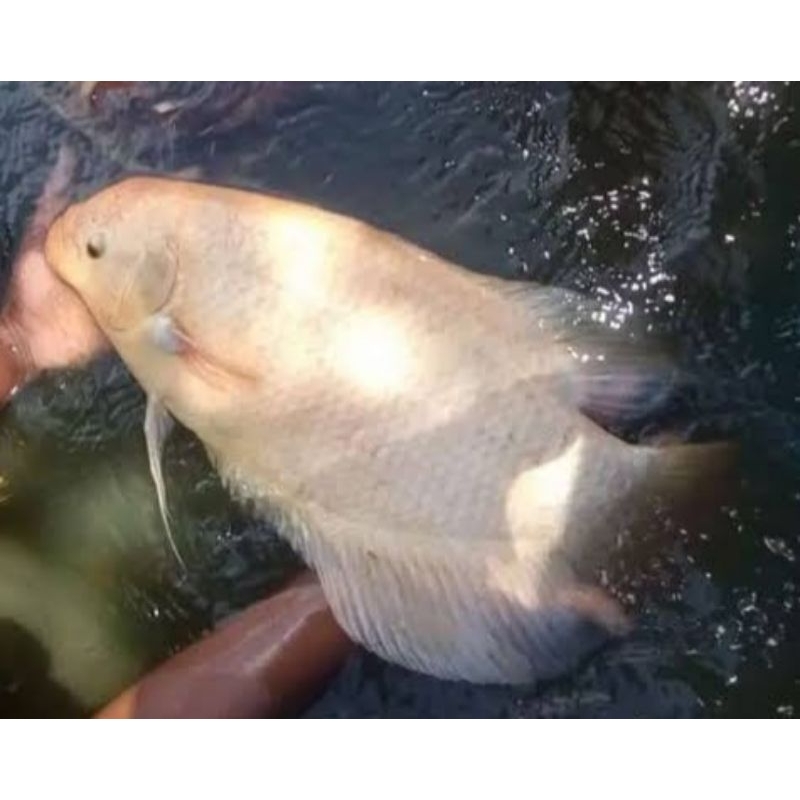 

Ikan Gurame Padang Besar UNIK