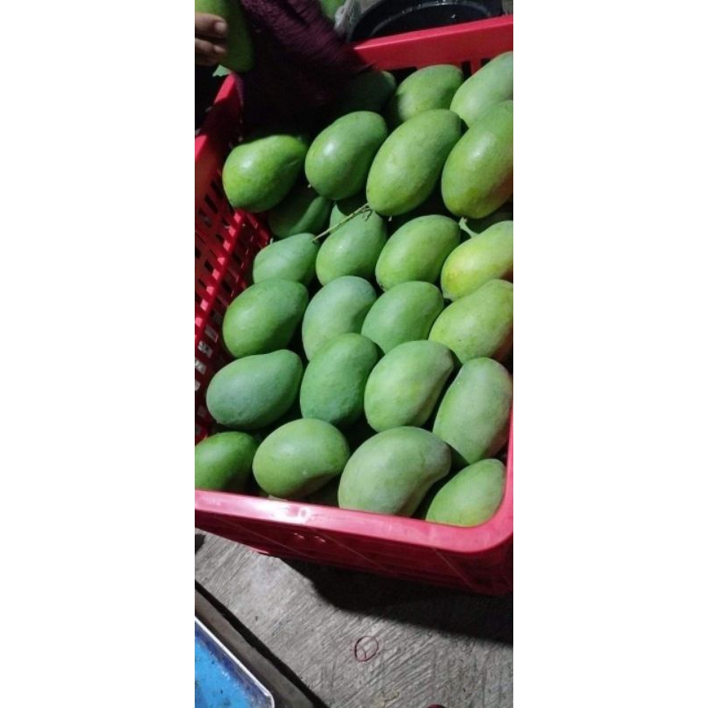 

mangga alpukat