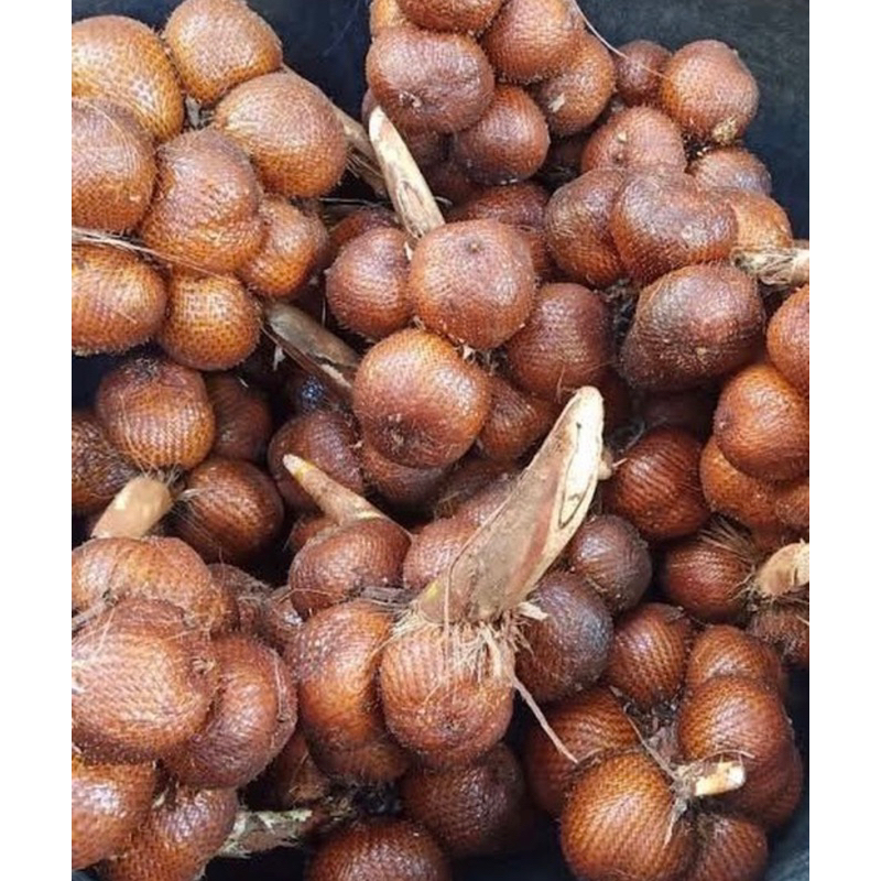 

Paket 5 Kg Salak Bali.