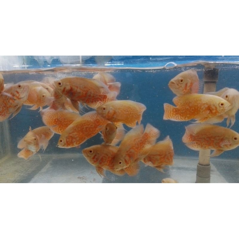 oscar tiger albino GM / tiger albino good marking ±10cm