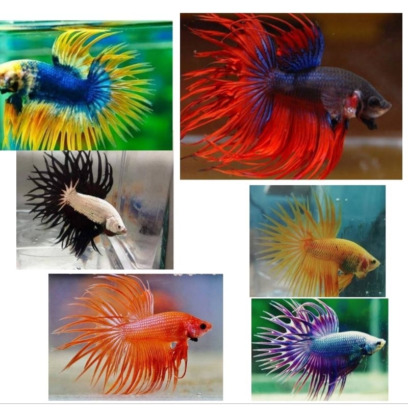 ikan Cupang Serit Crowntail / Cupang Serit Top Grade B Terlaris