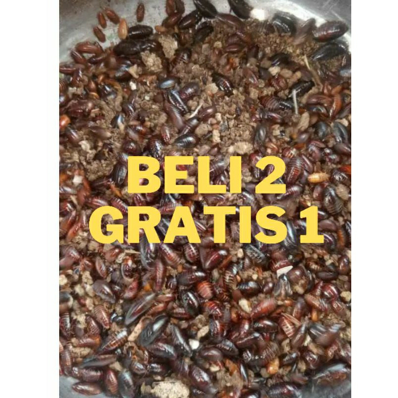 ❤ceremenje/kecoa batu/kecoa tanah❤