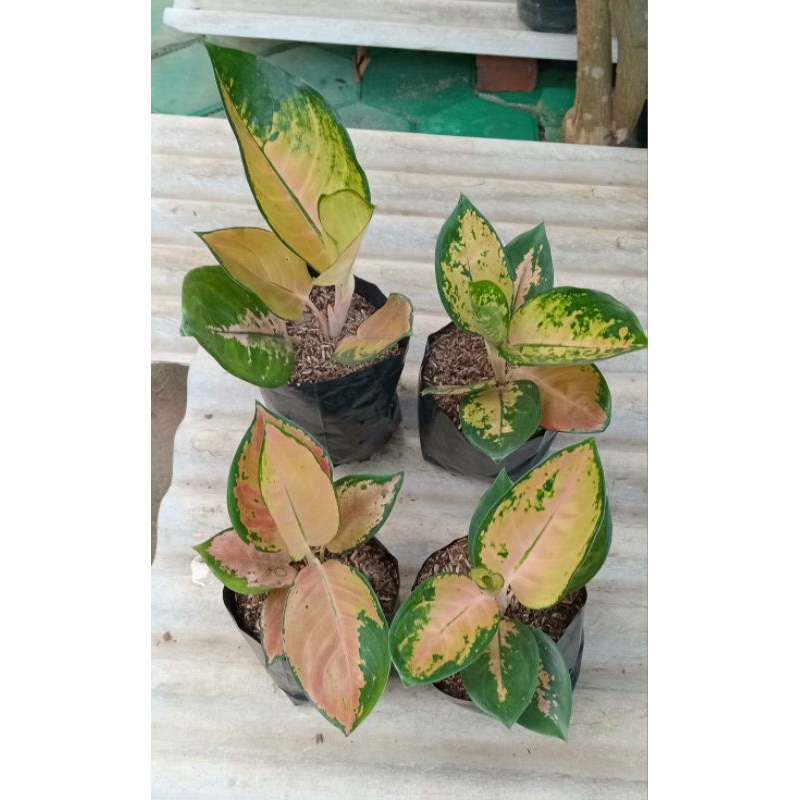 Sultan Brunai Aglaonema