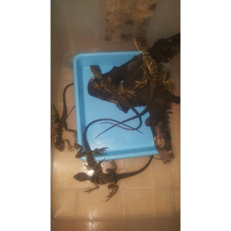 soa layar 30cm