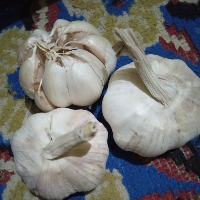 

Bawang Putih