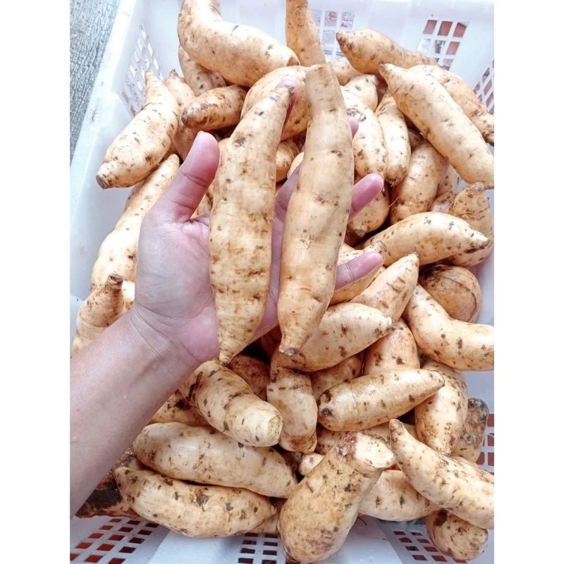 

Ubi madu mentah bersih siap dipanggang 3 kg