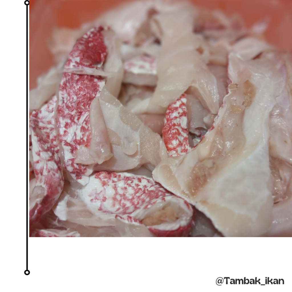 

Tetelan Kakap Merah Segar 500gr/1kg