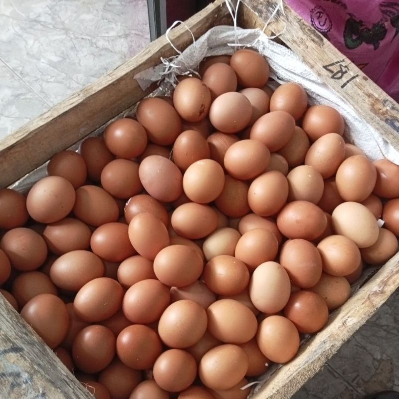 

telur 1kg