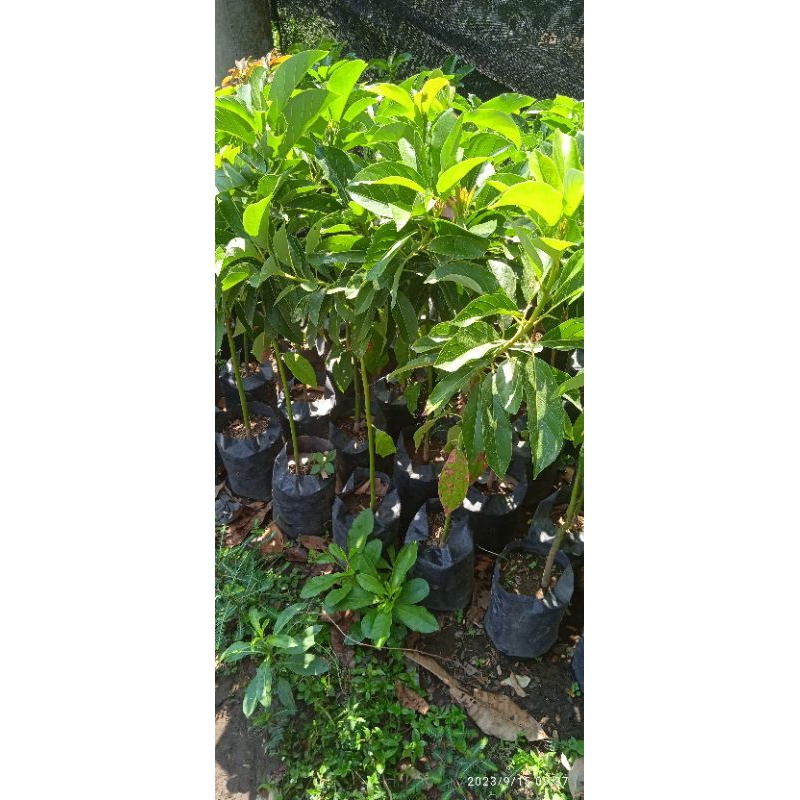 Bibit APOKAT ALIGATOR