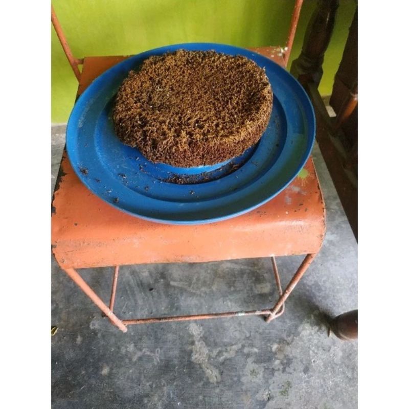 Biang jakaba kering