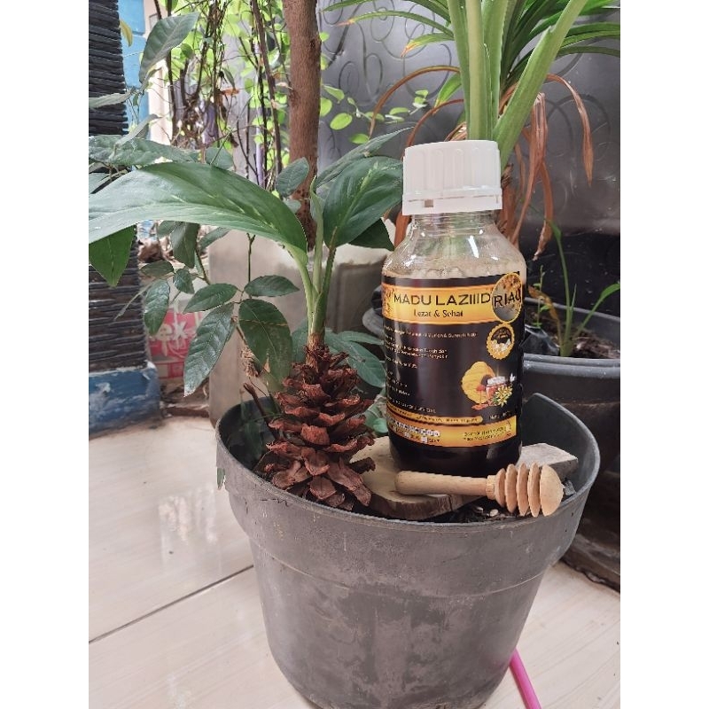 

Madu Hutan Riau nektar multiflora carpa 600gr