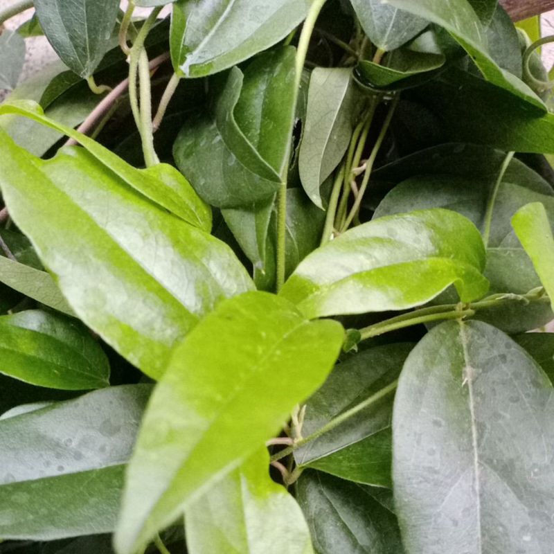 

daun cincau segar/ cincau rambat/60 lembar