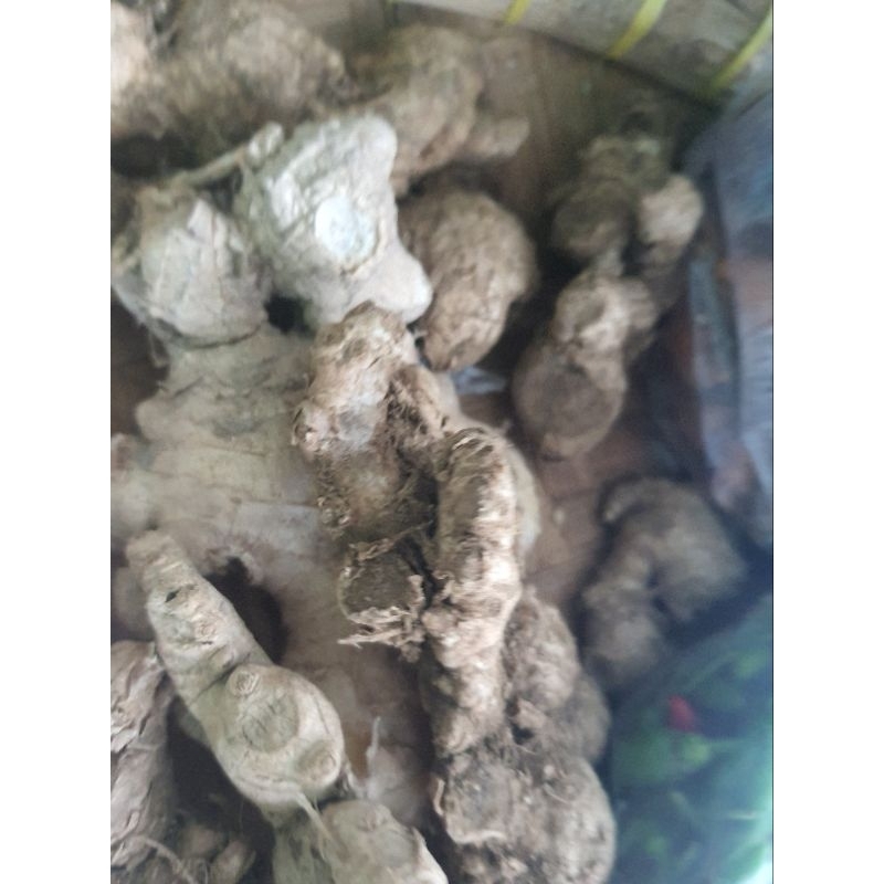 

Ready Stock Jahe Siap Kirim