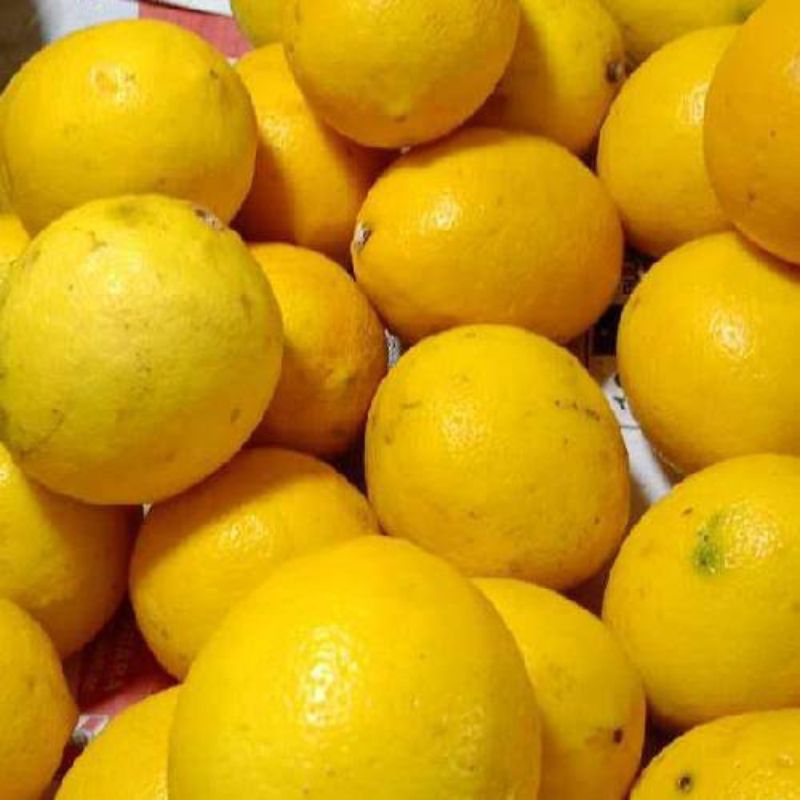 

LEMON CALIFORNIA LOKAL FRESH 500GR