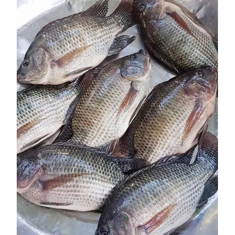 

IKAN NILA SEGAR MURAH 1kg