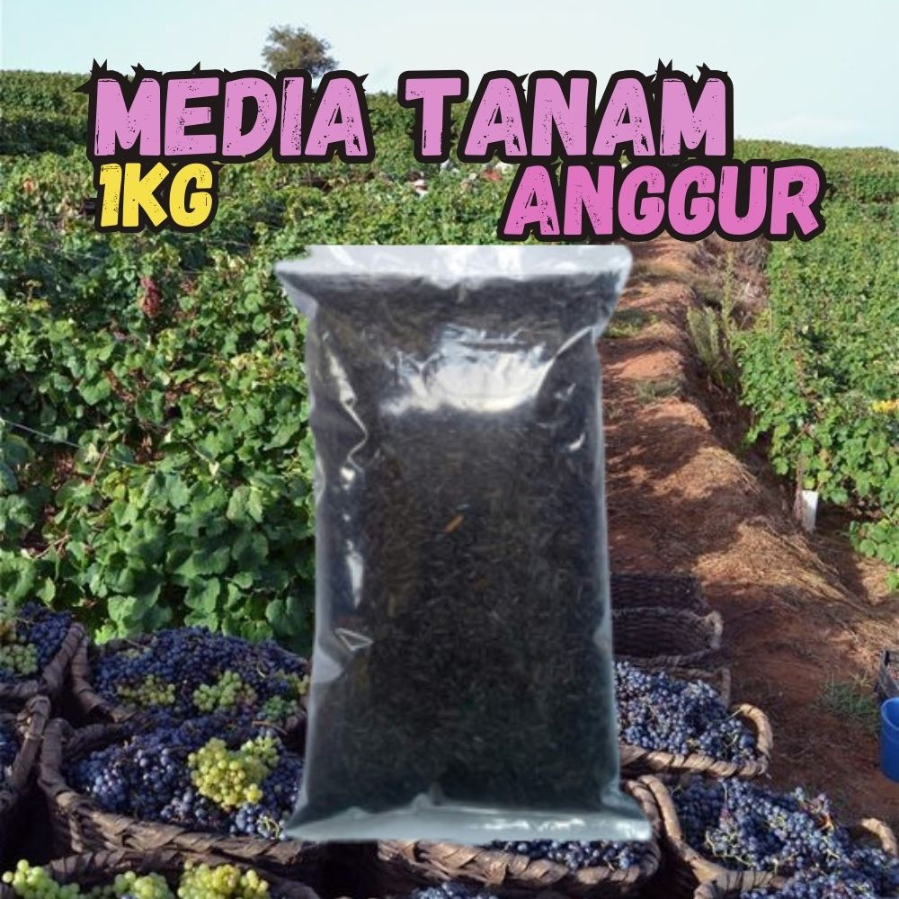 Media Tanam Anggur