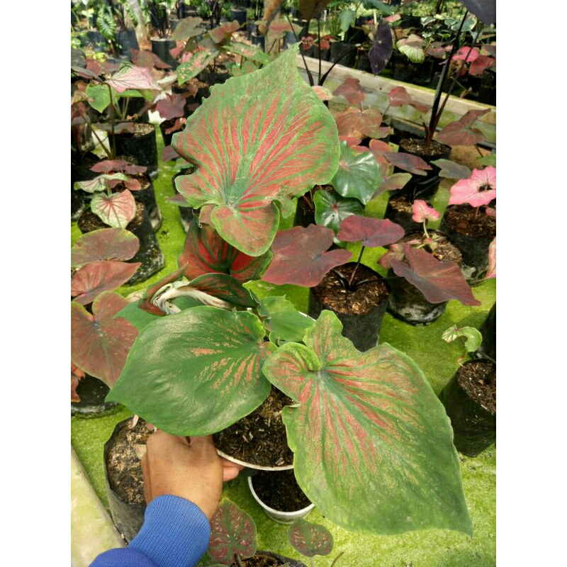 Caladium/Keladi Red Ceria Daun Ganda/Double Leaf