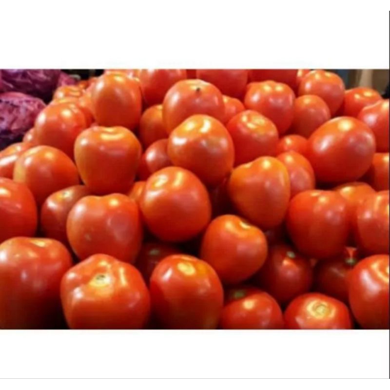 

tomat merah besar fresh from farm