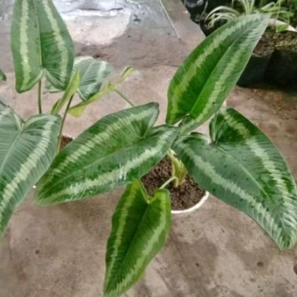 Tanaman hias homalomena andromeda