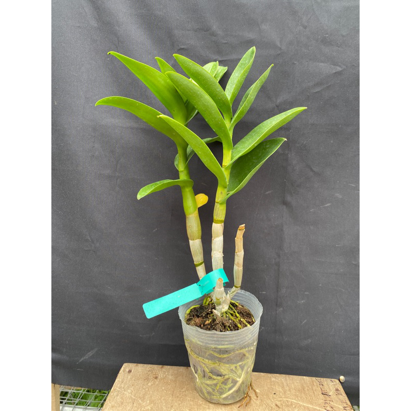 Anggrek Dendrobium Keriting Dewasa Soft Pot Berbagai ID