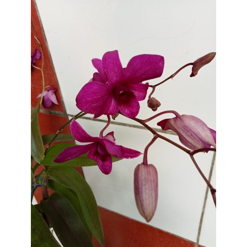 anggrek dendrobium bantimurung