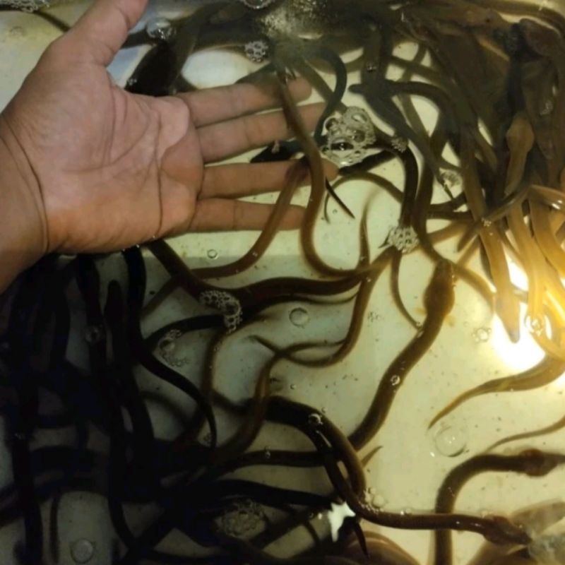 

bibit sidat elver / bibit sidat bebyy elver / benih sidat elver/ benih sidat bebby elver ukuran 5 gram - 100 gram