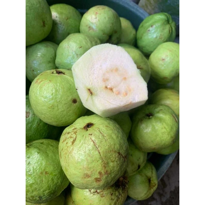 

JAMBU KRISTA KUALITAS