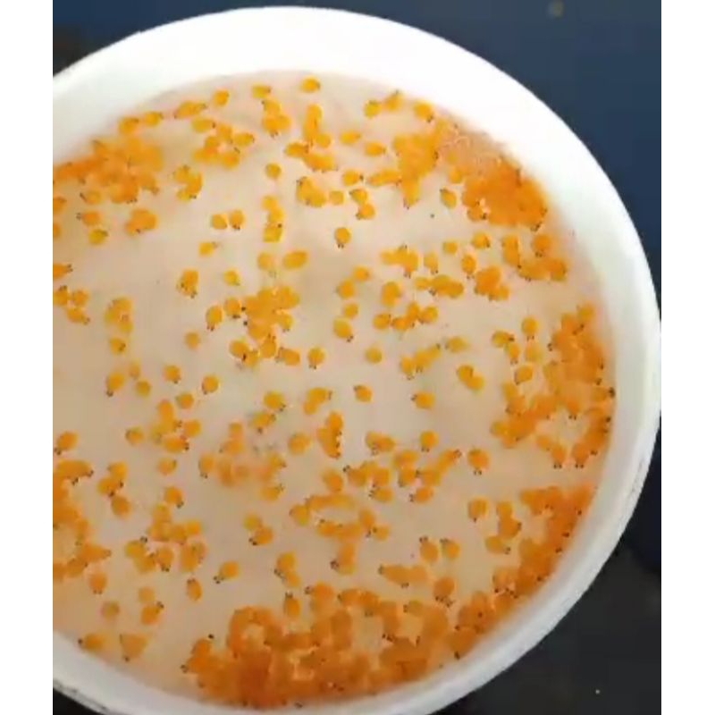 

promo bibit telur gurame padang paket hemat isi 500