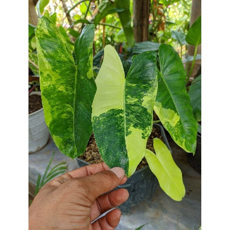 Philodendron Burlemarx variegata/Philo burlemarx var