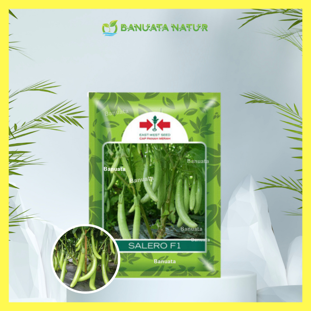 Benih Bibit Terong Terung Hijau Salero - Panah Merah -  (400 biji)  Berkualitas - Banuata