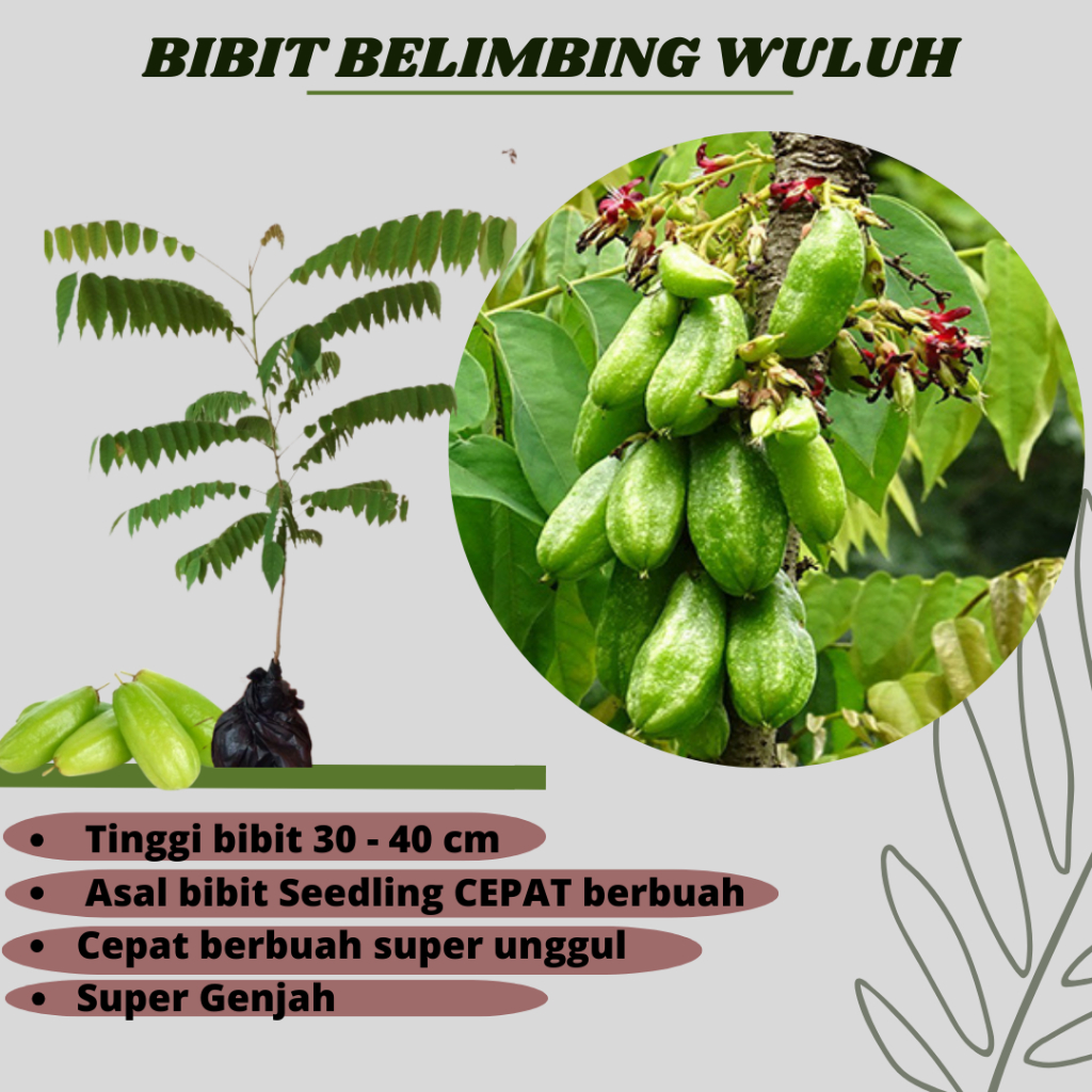 BIBIT BELIMBING WULUH SIAP TANAM