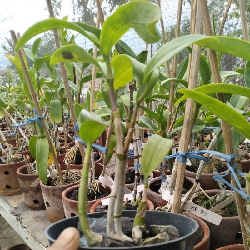 paket 3 anggrek dewasa