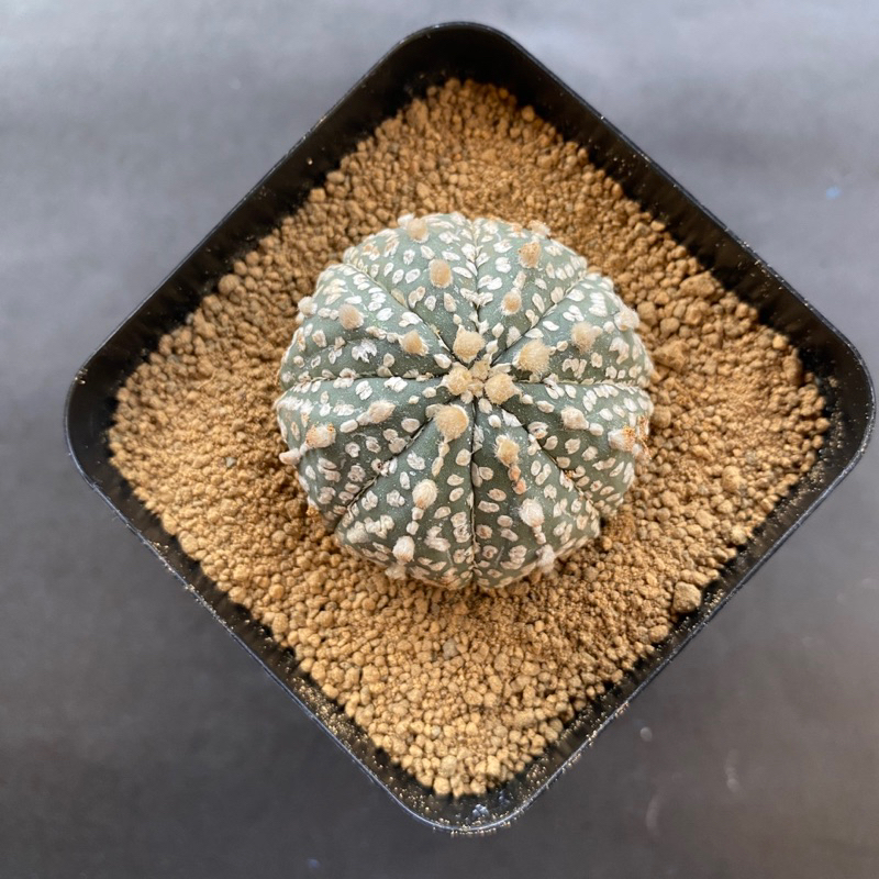 kaktus astrophytum asterias super kabuto