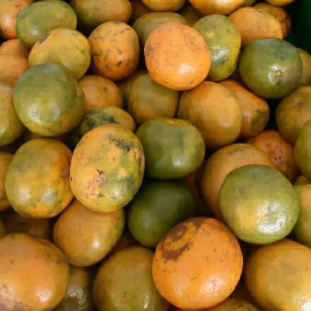

JerukSiamMadu